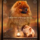 DRACON iz Sytnogo Dvora