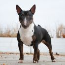 HAKUNA MATATA ZAZU ADEPTUS ASTARTES