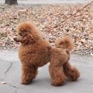 ASTRA GLORY OF WEST RAISA LUKASH