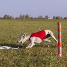 Matilda dlya Borzomir