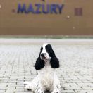 WHITE ROSE Perfekt Partner