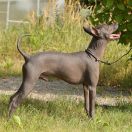 Sonderwol Legend HARVEY POTENCJAL