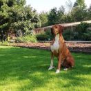 DUMBLEDORE LOYAL POINT 