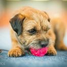 Hana Dziekanowska Polana FCI