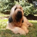 HIMALAYA El`Bridorado