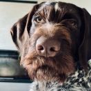 ANUBI Gosia's Valley FCI