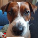 Łubin Paka Wilkołaka 