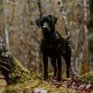 FTW Blackthorn Ultimate Copy