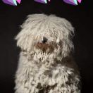 ISTNA DIABLICA z Korczówki 