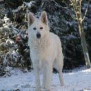 AFRODYTA Fantastyczna Wataha