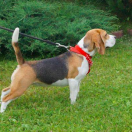 AGATHA Spotted Puppies FCI