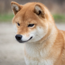 Agent Carter at v.d Egmato