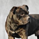 Agravain King of Avalon Cockney Bullysters