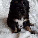 AHMES Guard of Kajlas FCI