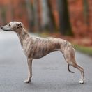 AISHA FOR FOXPOLIS Taavetti [imp.CZK]