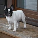 Akela Tesori del Mare