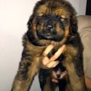 Aleksy Sand of Tybet 