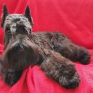 Ales Di Fortuna OLLY MOLLY