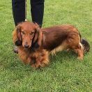  ALMARIC Tikiteckel FCI