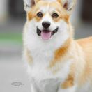 Alterra Smile Princess