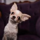 AMARANTA Eminentia Canis FCI