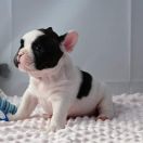 Amaretto Tesori del Mare