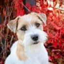 AMAZING ADRENALINA Magor