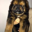 Amazonit Sand of Tybet 