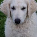 AMBER Yuki znad Narwiańskich Mokradeł 