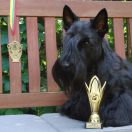 AMBICJA Small Dragon