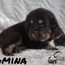 AMINA Guard of Kajlas FCI