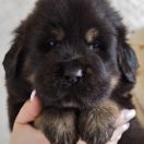 AMIT Guard of Kajlas FCI