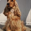 ANGEL GOLD Coda Felice