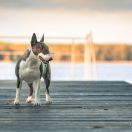 ANGRY BIRD RR SPACE BOMB LIGOCKA WATAHA