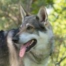 Anubis Fenrir Netis Tala (Fenrir)