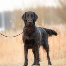 Apples'N'Pears ALWAYS BE MINE - Luna