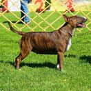 ARANA BULLENGERS - CUTE & CRAZY