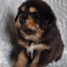 ARCO Guard of Kajlas FCI