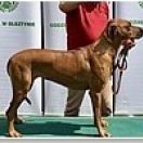 ARESVUMA SHAINA Kongola