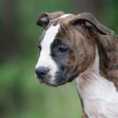 Arwena Guardian of Forest 