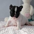 Ashton Tesori del Mare