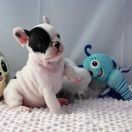 Asterix Tesori del Mare