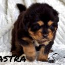 ASTRA Guard of Kajlas FCI