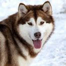 Atabaski Khan Yasmin Amirsher