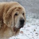 ATREVIDO de Trashumancia