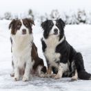 AUSSIE BORA Paracortus FCI