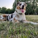 AUSSIE GINGER Paracortus (FCI)