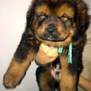  Awenturyn Sand of Tybet 6 