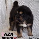 AZA Guard of Kajlas FCI