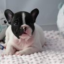 Azzurro Tesori del Mare